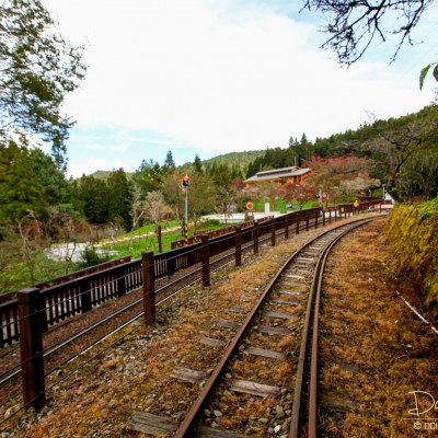 Alishan Recreational Forest