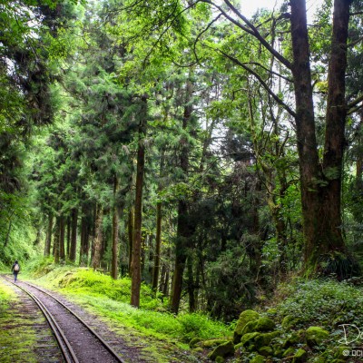 Alishan Recreational Forest
