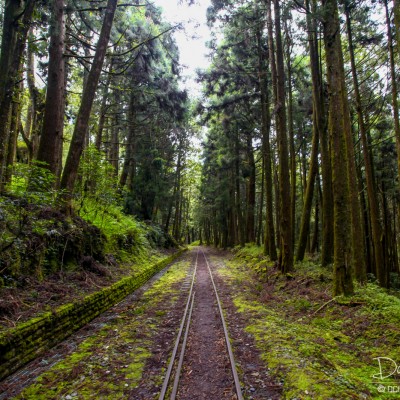 Alishan Recreational Forest
