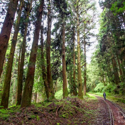 Alishan Recreational Forest