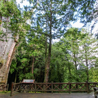 Shuishan Giant Tree -  Alishan Recreational Forest