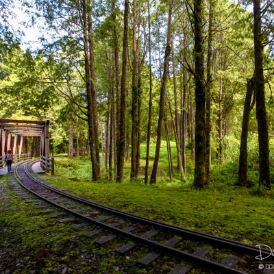 Alishan Recreational Forest