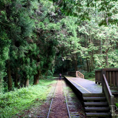 Alishan Recreational Forest