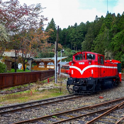 Alishan Recreational Forest