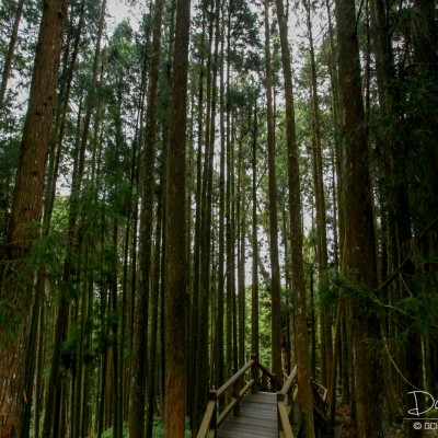 Alishan Recreational Forest