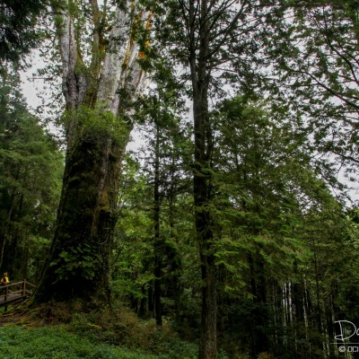 Alishan Recreational Forest