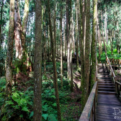 Alishan Recreational Forest