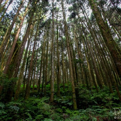 Alishan Recreational Forest