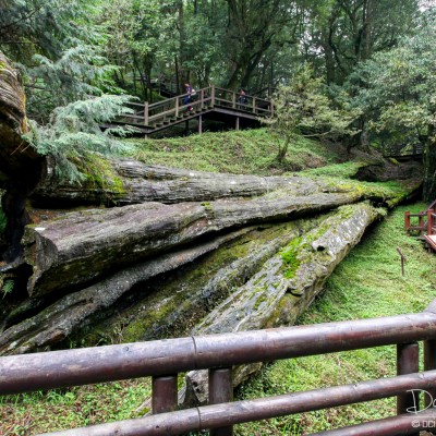Shenmu Train Station - Alishan Recretional Forest Area