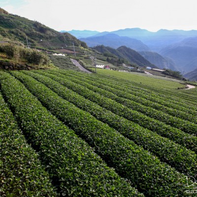 Tea Plantation