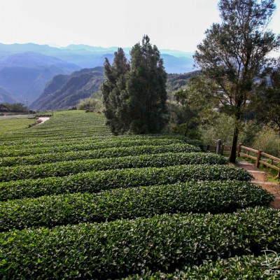 Tea Plantation