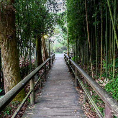 Fengchihu Bamboo Forest