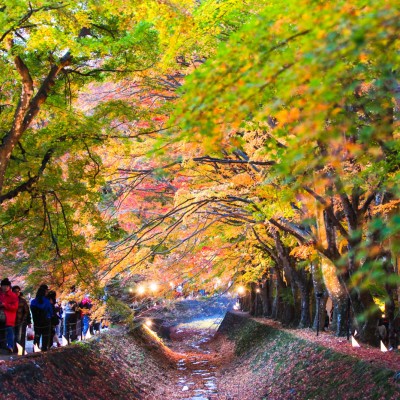 Momiji Corridor