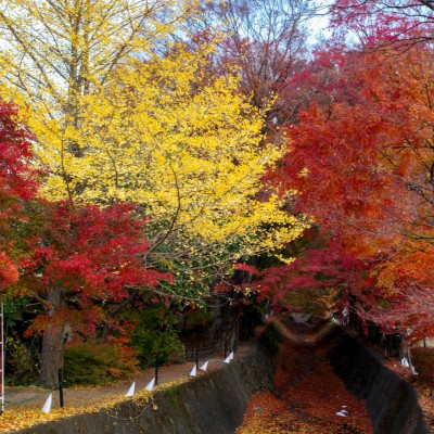 Momiji Corridor