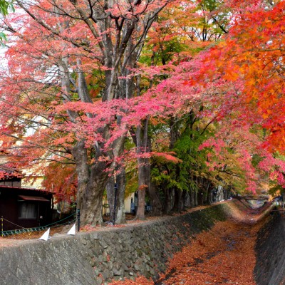 Momiji Corridor