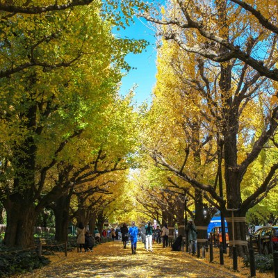 Jingu Gaien Ginko Avenue