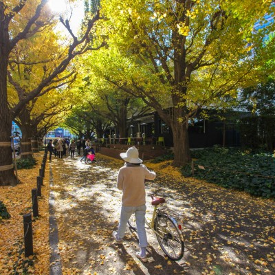 Jingu Gaien Ginko Avenue