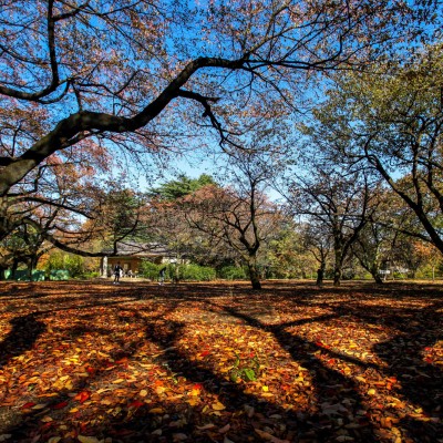 Shinjuku Gaien National Garden