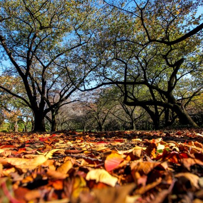 Shinjuku Gaien National Garden