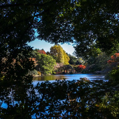 Shinjuku Gaien National Garden