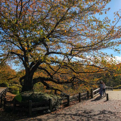 Shinjuku Gaien National Garden