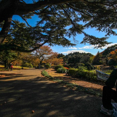 Shinjuku Gaien National Garden