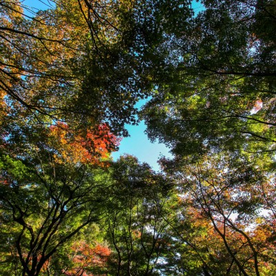 Shinjuku Gaien National Garden